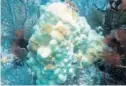  ?? NMFS/SOUTHEAST FISHERIES SCIENCE ?? Bleaching makes corals vulnerable to disease that can kill them.