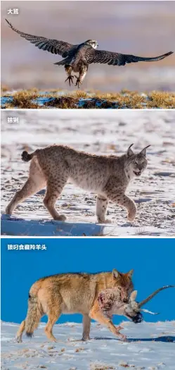  ??  ?? 大鵟
猞猁
狼叼食藏羚羊头