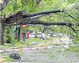  ?? ?? Lomas. El temporal dejó cientos de árboles caídos en el distrito.