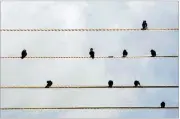  ?? FREEIMAGES.CO.UK ?? When birds perch on wires, researcher­s say, they act a lot like humans standing in lines, such as at a movie theater.