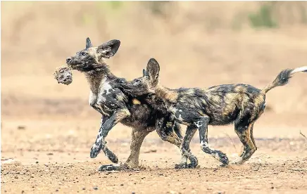  ??  ?? This shot of young wild dogs playing with the head of a baboon won Dyer an award from the Natural History Museum in London.