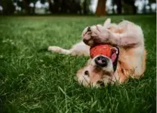  ?? ADOBE STOCK ?? A dog plays with a ball on a lush, green lawn.