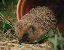  ??  ?? Above: Searching for food. Left: There are around 30 hedgehogs at the Forth Hedgehog Hospital.