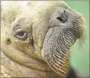  ?? JENNIFER GIBBINS — ALASKA SEALIFE CENTER VIA AP ?? An orphan walrus pup was found on a mining barge in Nome, Alaska, and transporte­d to the SeaLife Center, in Seward, Alaska where it’s receiving 24-hour care.