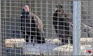  ?? YUROK TRIBAL GOVERNMENT VIA AP ?? This shows two California Condors waiting for release in a designated staging enclosure, which is attached to the flight pen on May 3in California. The endangered California condor has returned to the skies over the state’s far northern coast redwood forests for the first time in more than a century. Two captive-bred birds were released in Redwood National Park, an hour’s drive south of the Oregon state line.