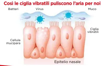  ??  ?? Nel naso, il muco intrappola le sostanze nocive (polvere ma anche virus e batteri) e le cilia vibratili lo spostano verso la faringe per eliminarlo.