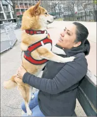 ??  ?? REUNITED: Susy Cipia of Queens is happy to have Lily back Sunday after the pooch ran away — and was allegedly held “hostage” by an animal-rescue group that wanted the family to pay to have the purebred spayed.