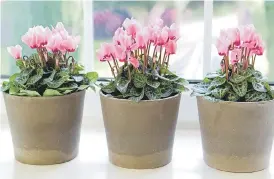  ?? Pictures: ALAMY ?? FRIENDLY: A row of cyclamen will make any windowsill look cheery