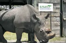  ?? Associated Press ?? Sudan, the world's last male northern white rhino, is photograph­ed last year at the Ol Pejeta Conservanc­y in Laikipia county in Kenya.