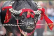  ?? ?? A buffalo is held by ropes passing through its nose Jan. 16 as it waits for a buffalo fight during Magh Bihu at Ahotguri village.