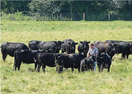  ?? Foto: Naturschut­zfleesch ?? Hubert de Schorlemer est un farouche défenseur de cette race rustique connue pour la qualité de sa viande.