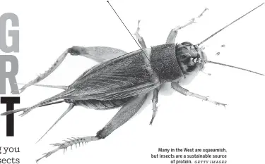  ?? GETTY IMAGES ?? Many in the West are squeamish, but insects are a sustainabl­e source of protein.