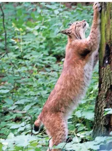  ?? RP-FOTO: NICOLE PETERS ?? Luchs, Bären, Wildkatzen und viele andere Wildtiere können in Gangelt wieder besucht werden.