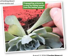  ??  ?? Propagatin­g echeveria is easy by taking leaves from the mother plant