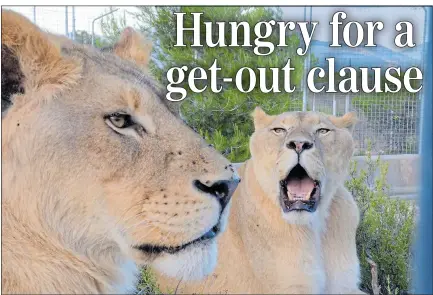  ??  ?? BROTHERS IN ALMS: Big cats Vigo and Kumba need help to get settled on the Isle of Wight before Brexit