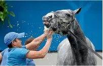  ?? GETTY IMAGES ?? Essential Quality is washed in the barn area after a training for the Kentucky Derby at Churchill Downs.