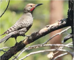  ??  ?? The northern flicker is viewed as invasive and damaging.