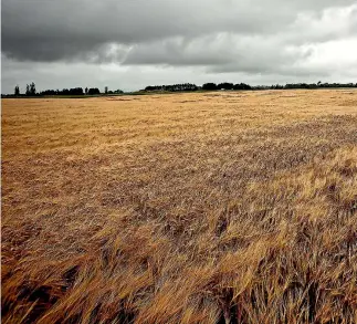  ?? PHOTO: DAVID UNWIN/STUFF ?? Cropping is best suited to flatter land, say opponents of heli-cropping.