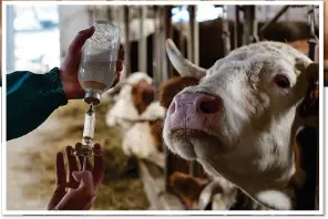  ??  ?? DRUG WORRY: Some cow hormones are widely banned – but not in the US