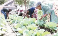  ?? ?? Angel of Hope Foundation patron First Lady Dr Auxillia Mnangagwa and children living and working on the streets pluck vegetables for cooking from a garden she initiated for them at the skills developmen­t centre in Mbare yesterday.