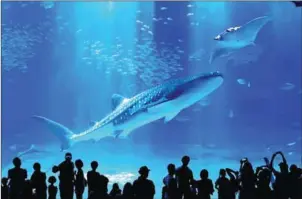  ?? SUPPLIED ?? Children with cancer virtually tour Japan’s Okinawa Churaumi Aquarium.