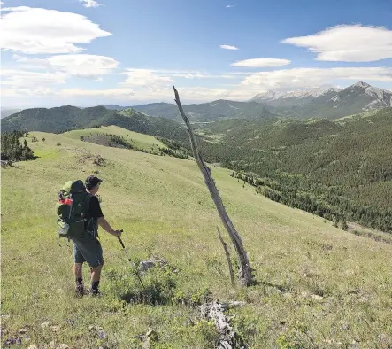  ?? PHOTOS: ANDREW PENNER ?? The author takes in views of Livingston­e Ridge while hiking in the Bob Creek Wildland.