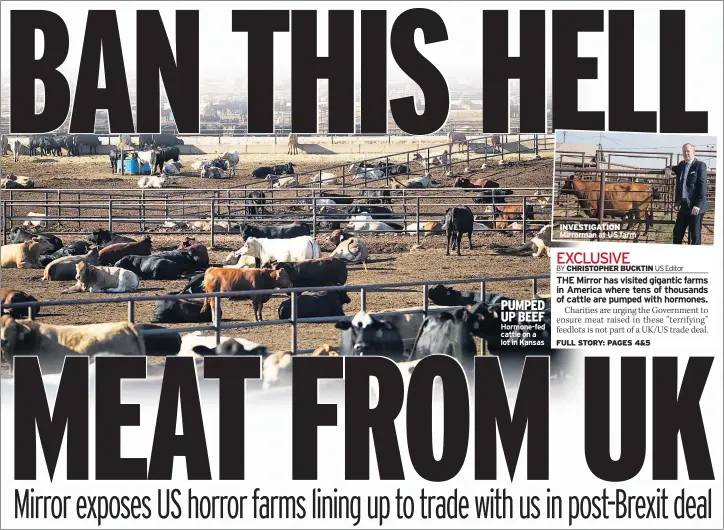  ??  ?? PUMPED UP BEEF Hormone-fed cattle on a lot in Kansas
INVESTIGAT­ION Mirrorman at US farm