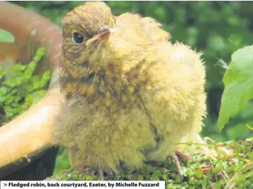  ??  ?? > Fledged robin, back courtyard, Exeter, by Michelle Fuzzard