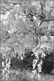  ?? Special to the Democrat-Gazette/JANET B. CARSON ?? Yellowwood (Cladrastis kentukea) is a midsize tree that bears fragrant white flowers in late May and, in the fall, turns yellow.