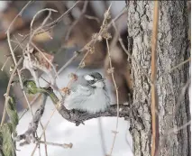  ?? BRUCE DI LABIO ?? A black-throated grey warbler was spotted Monday in in Britannia, far from its home in the southweste­rn U.S.