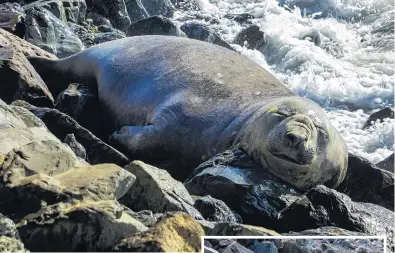  ?? PHOTOS: WYATT RYDER ?? What you lookin’ at? Oamaru Blue Penguin Colony environmen­t team leader Henry Elsom peers down at a juvenile elephant seal (right) at the colony.