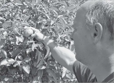  ?? SARA ERICSSON ?? Brian Boates examines his apple trees at Boates Farm in Woodville, which is reporting a 90 per cent loss of its crop due to an unexpected frost in June.