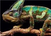  ??  ?? It has not yet been identified which species of chameleon the man attempted to smuggle