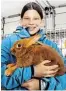  ??  ?? Maria Donauer (Niedernsil­l) züchtet Kaninchen der Rasse „Sachsengol­d“.