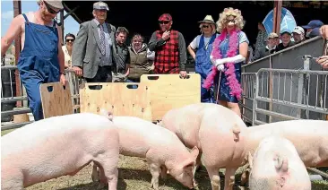  ??  ?? Pigs run riot as their best dressed owners keep watch at the Wyndham A&amp;P Show’s pig competitio­n.