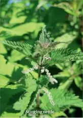  ??  ?? Stinging nettle