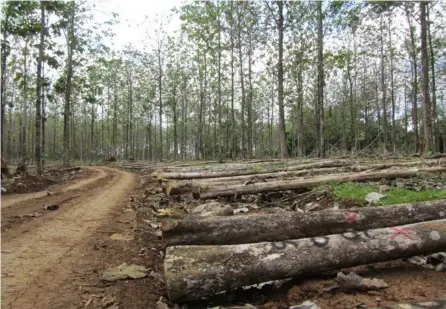  ?? CorteSÍa oNF ?? Las fincas con cultivos especiales para explotació­n maderera serían una solución al déficit del producto y contribuir­ían a la captura de carbono. El estudio propone sembrar 5.000 hectáreas al año.