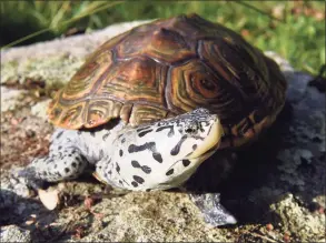  ?? Arnold Gold / Hearst Connecticu­t Media file photo ?? A northern diamondbac­k terrapin