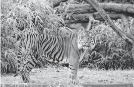  ?? FRANK KOHN via the USFWS ?? Amur tigers, also known as Siberian tigers, are a critically endangered subspecies that live primarily in the Russian Far East.