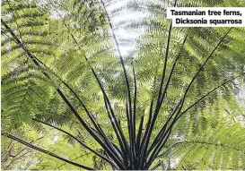  ?? ?? Tasmanian tree ferns,
Dicksonia squarrosa