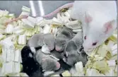  ??  ?? Photo provided by University of Yamanashi showing a white mouse foster mother with pups. AP