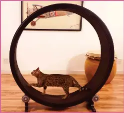 Pressreader Chats D Amour 14 09 22 One Fast Cat Une Roue De Hamster Geante Pour Chat D Appartement