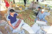  ?? HT ?? ■ Fruit business is one of the mainstays of Kashmir’s economy.