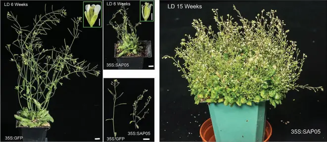  ?? JOHN INNES CENTRE VIA THE NEW YORK TIMES ?? This is Arabidopsi­s thaliana, a mustard plant. A parasitic bacteria known as SAP05 induces a bushy structure called a witches’ broom and turns the plant into a virtual “zombie,” serving after being infected as only a habitat and host for the pathogen.