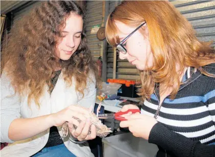  ?? Photos / David Haxton ?? Kathryn Grant (left) and Emma Wimpory, practice banding on a domestic Japanese quail.