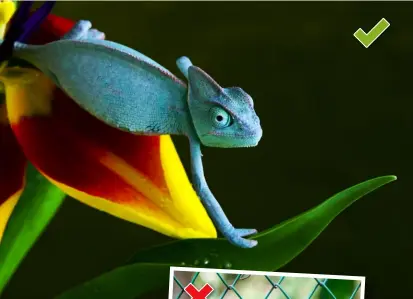  ??  ?? Beim Fotografie­ren im Zoo sind lichtstark­e Objektive besonders hilfreich, da die Gehege und Aquarien eine Menge Licht schlucken. Gehen Sie dabei so nah wie möglich ans Glas bzw. Gitter ran.