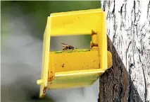  ??  ?? Wasp bait-traps helped chop the numbers of invasive wasps in the region last summer.