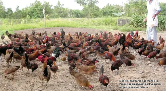  ??  ?? Mao kini ang darag nga manok sa Panay nga gipalunsay na. Puparehas na ang ilang mga hitsura.