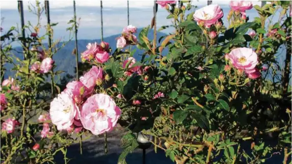  ??  ?? Pink rose lends a soft floral scent to the garden.