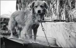  ??  ?? Brandy has joined the ranch from Romania, where he’d been chained up for three years